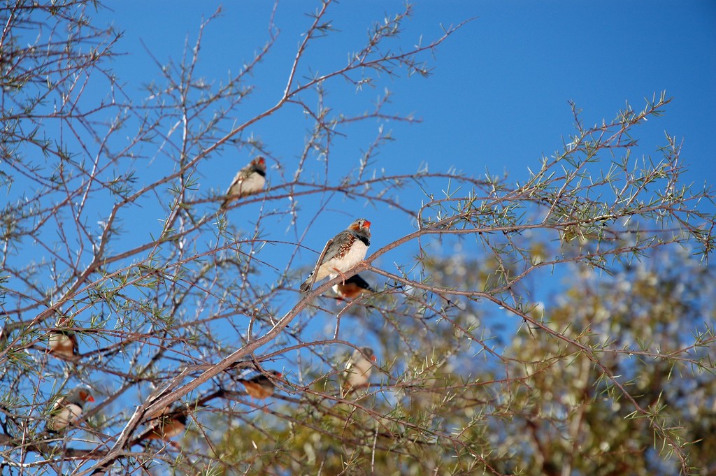 Zebra Finches